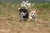 CORGI PEMBROKE 411
